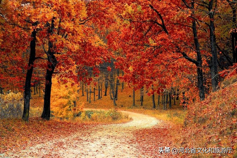 有关秋天的诗30首，醉美了整个秋天!