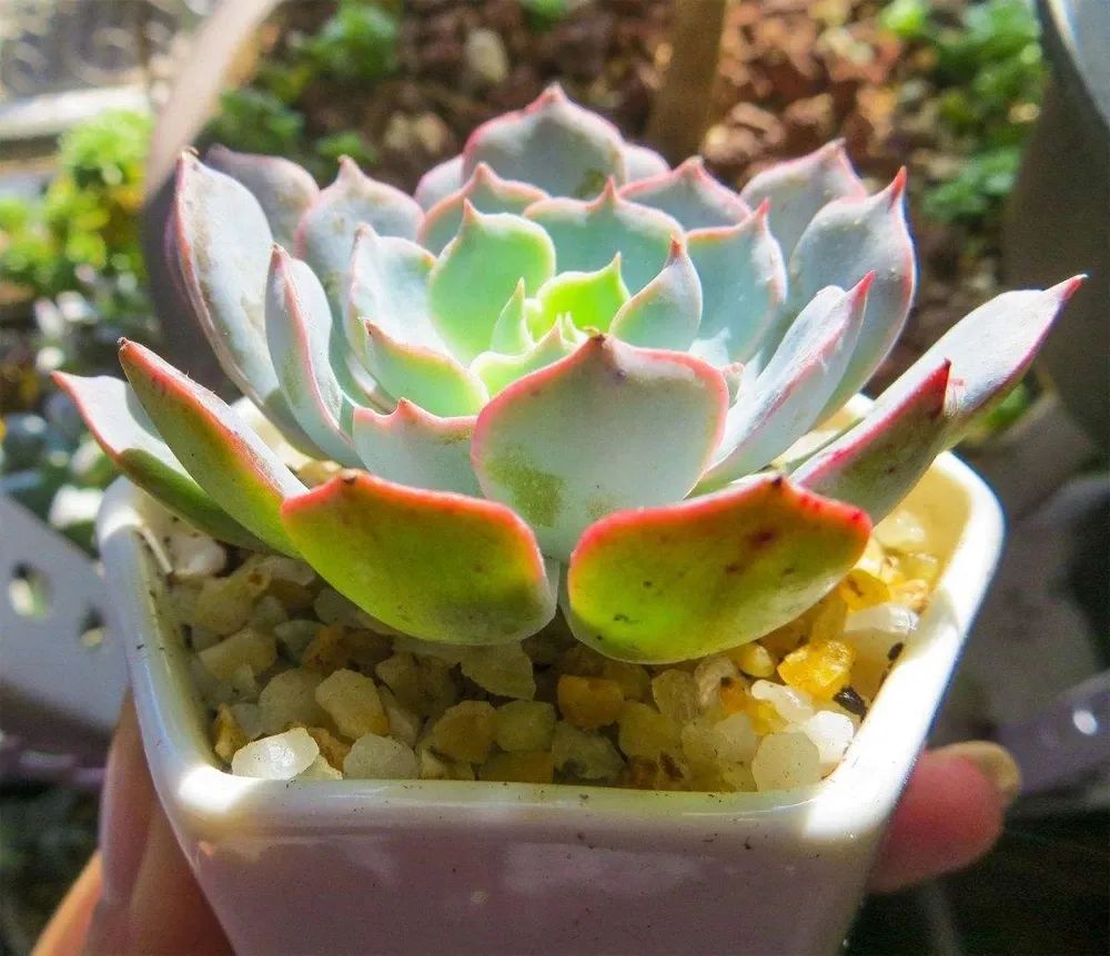 超励志的正能量句子21句，让你越来越优秀