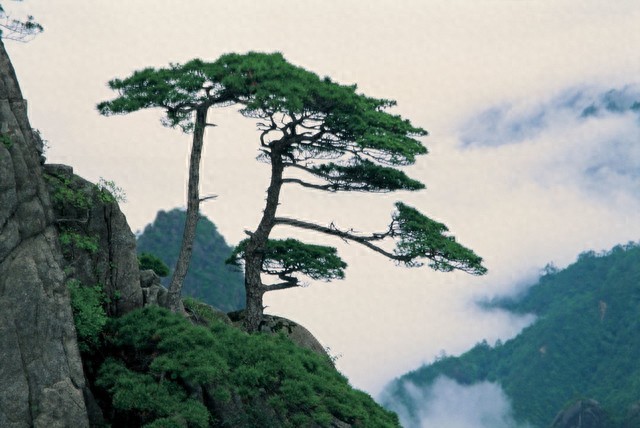 赞美松树的诗句5首，情味隽永，引人入胜