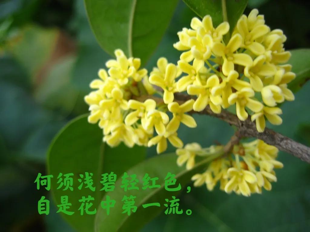 桂花诗句30首，写尽桂花的浪漫