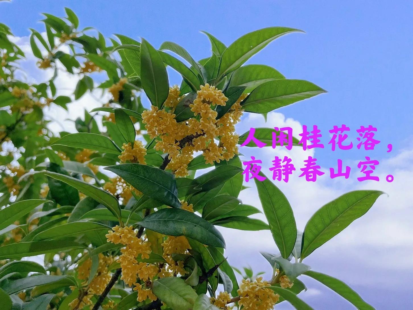 桂花诗句30首，写尽桂花的浪漫