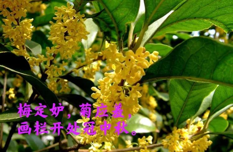 桂花诗句30首，写尽桂花的浪漫