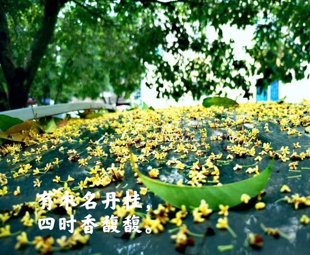桂花诗句30首，写尽桂花的浪漫