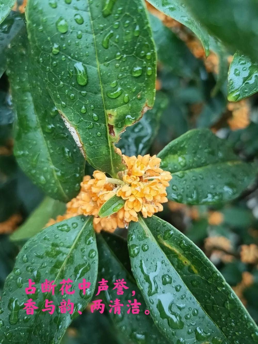 桂花诗句30首，写尽桂花的浪漫