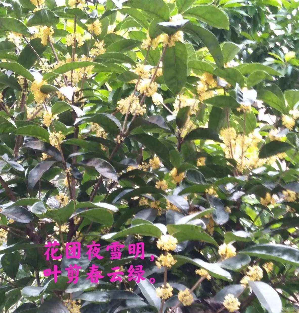 桂花诗句30首，写尽桂花的浪漫