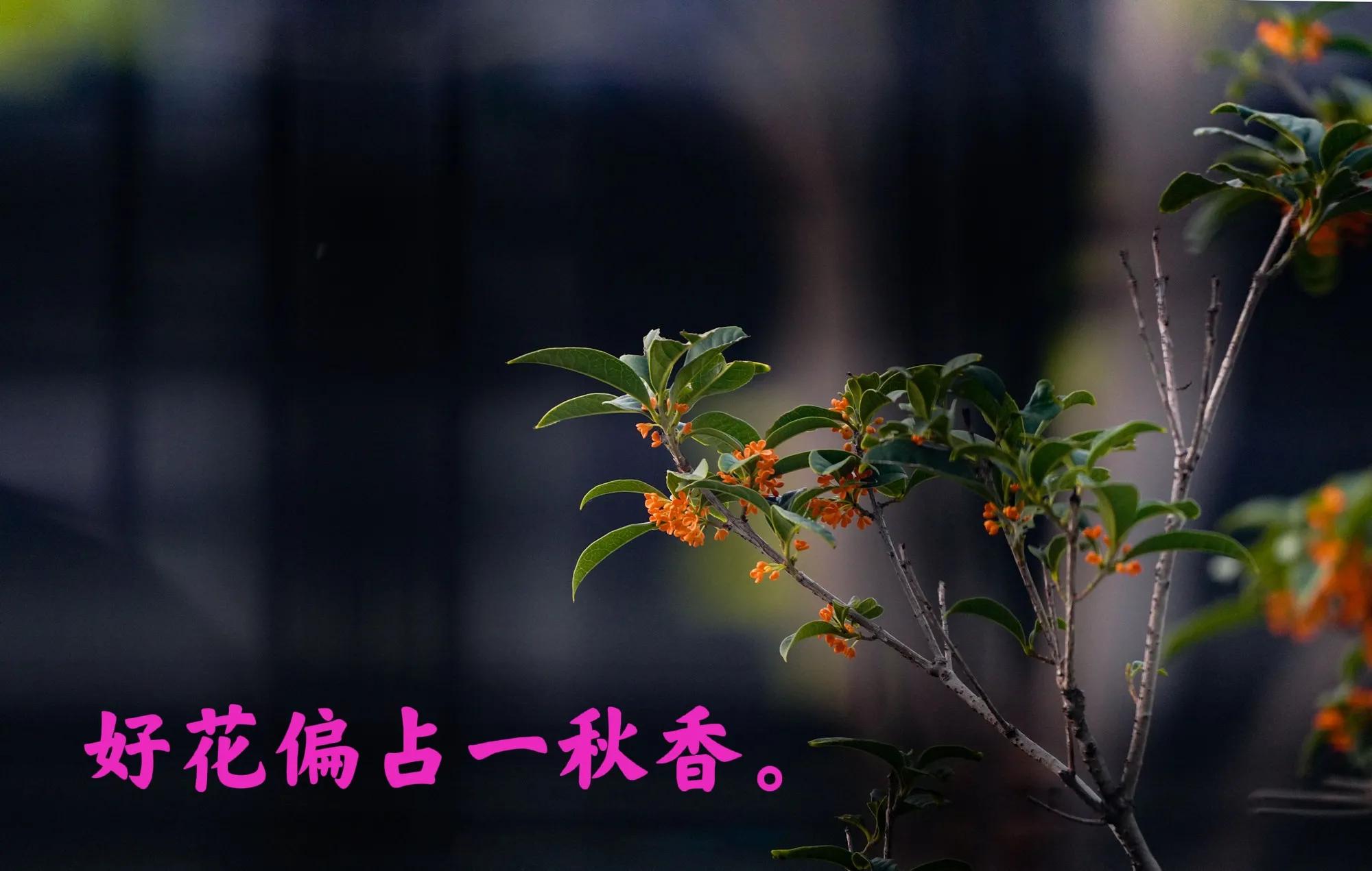 桂花诗句30首，写尽桂花的浪漫