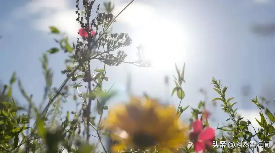 白露节气的诗句33句，感受白露之美