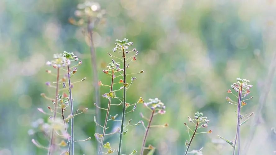 祝愿公司前程好的句子21句，祝公司一路繁花似锦