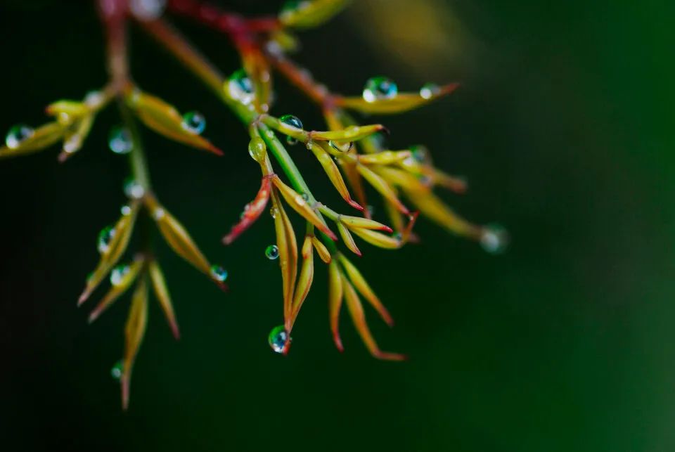 雨的诗词100句，万物萌动春已至