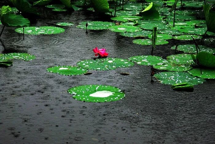 雨的诗词100句，万物萌动春已至