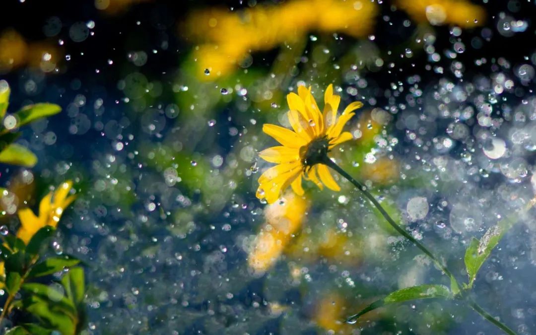 雨的诗词100句，万物萌动春已至