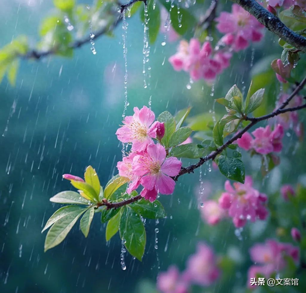 描写清明节的句子佳句44句，清风明月，恰遇人间芳菲
