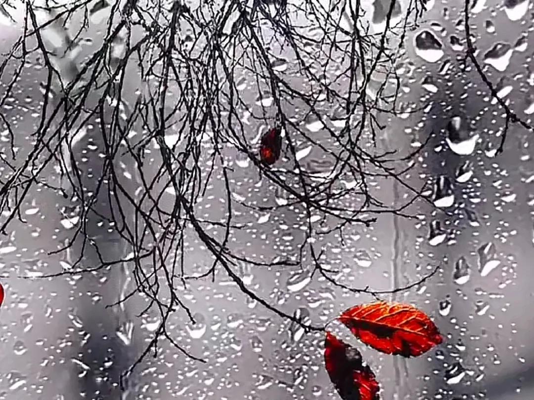 冬雨的诗句30句，雨落成诗，意境绝美