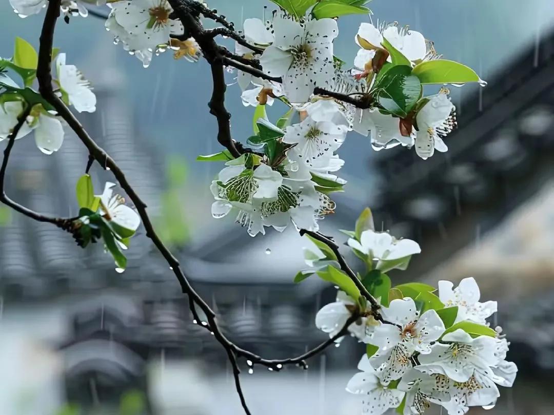 冬雨的诗句30句，雨落成诗，意境绝美