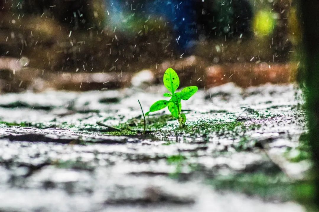 含雨的诗句10首，尽显雨之美