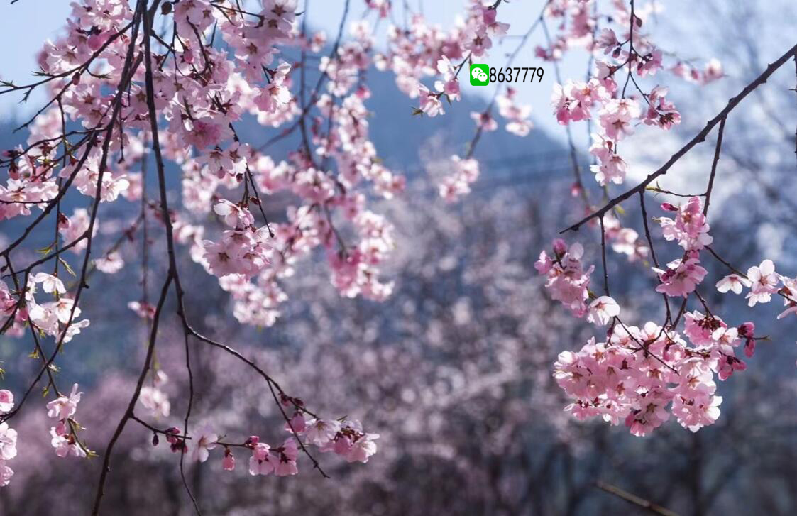 藏族的节日，藏族四个重大节日
