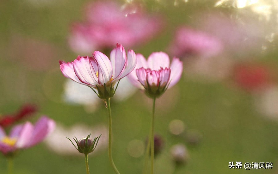 感谢一个人的简短句子20句，感恩在心，感谢于行