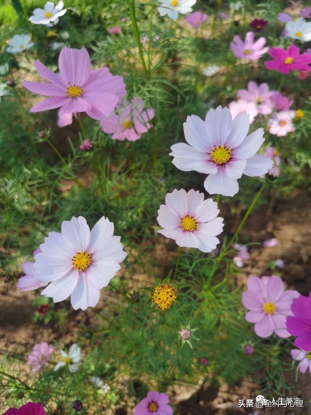 给团队打气激励的句子15句，一起逐梦前行