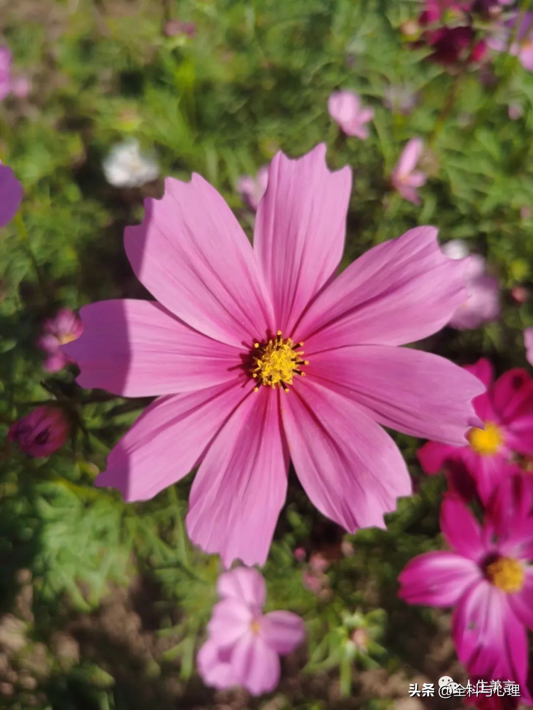 给团队打气激励的句子15句，一起逐梦前行