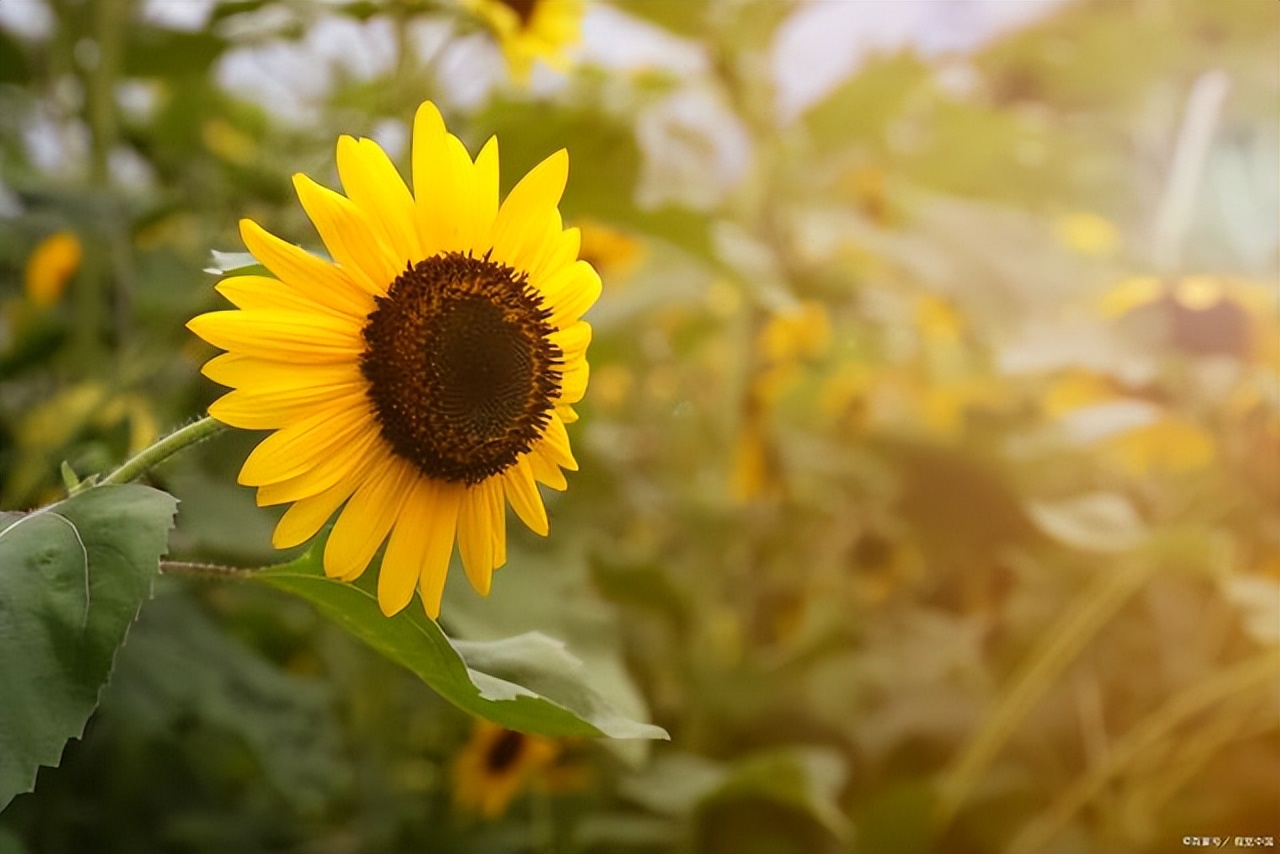 心情美美哒的简短句子20句，愿你开心每一天!