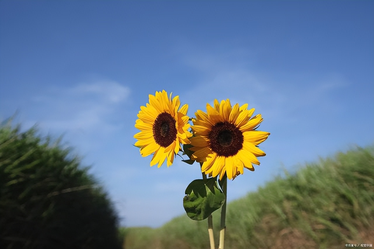 心情美美哒的简短句子20句，愿你开心每一天!