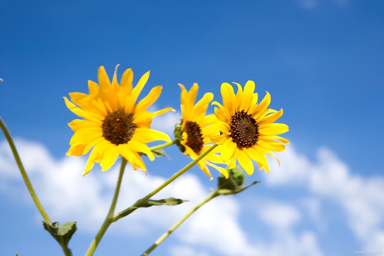 心情美美哒的简短句子20句，愿你开心每一天!