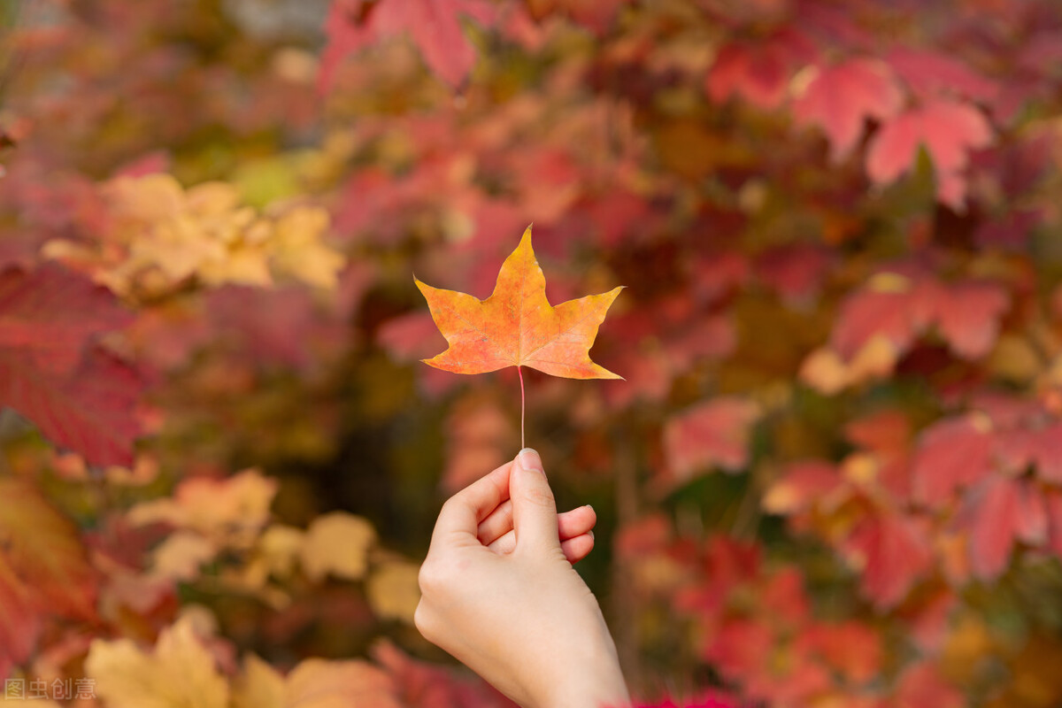 秋天感悟经典句子20句，秋天，令人心动的季节