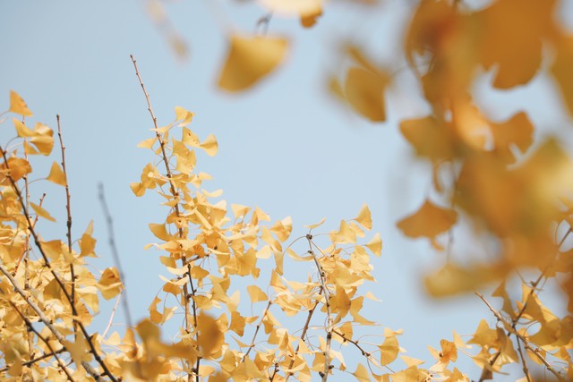秋天唯美景色句子20句，写得太美!