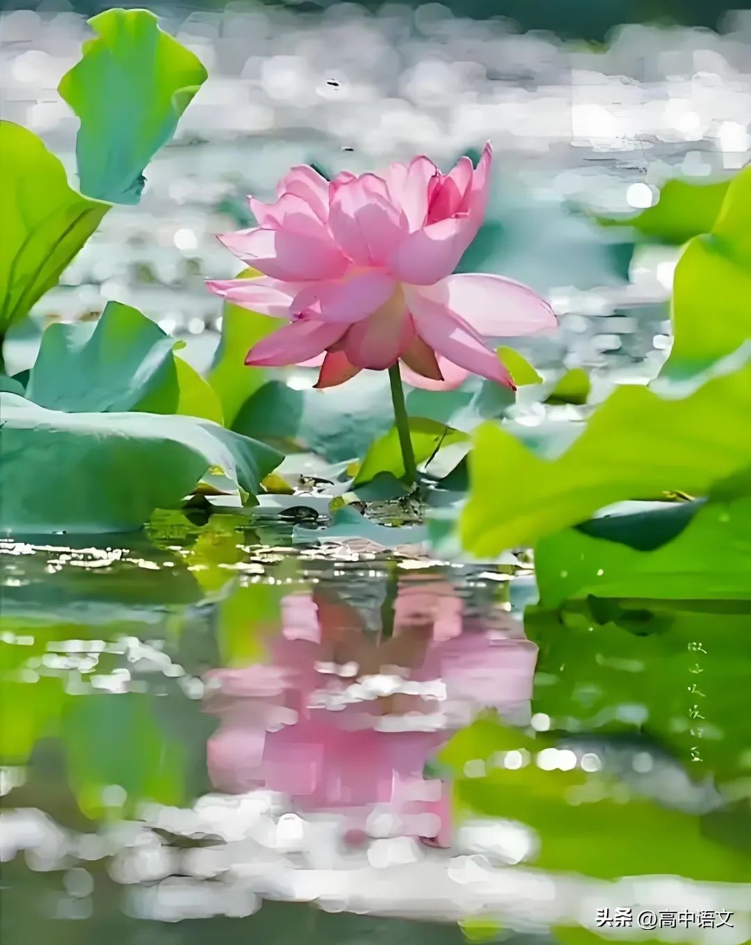 关于夏的诗句30首，写尽一夏浪漫