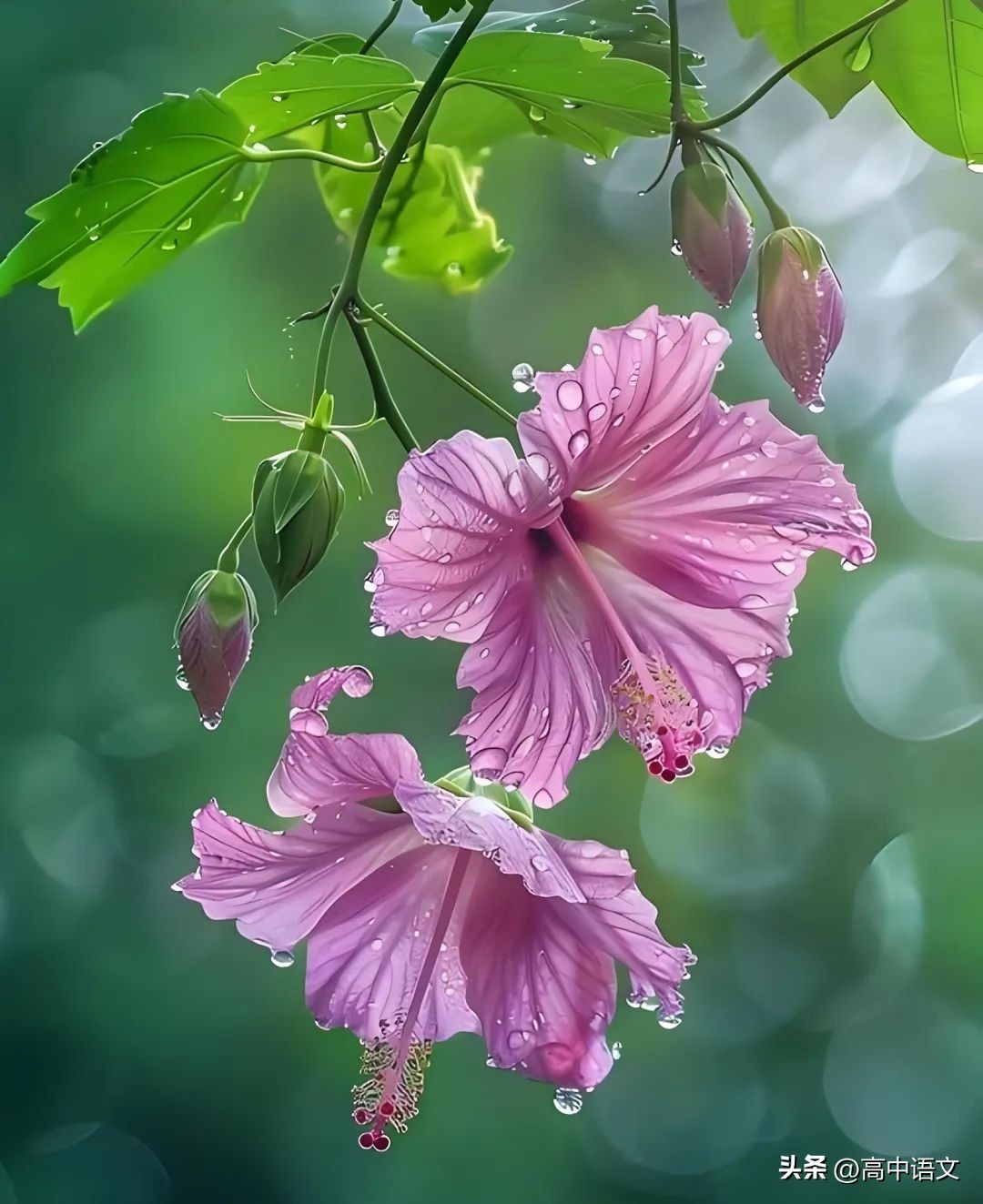 关于夏的诗句30首，写尽一夏浪漫