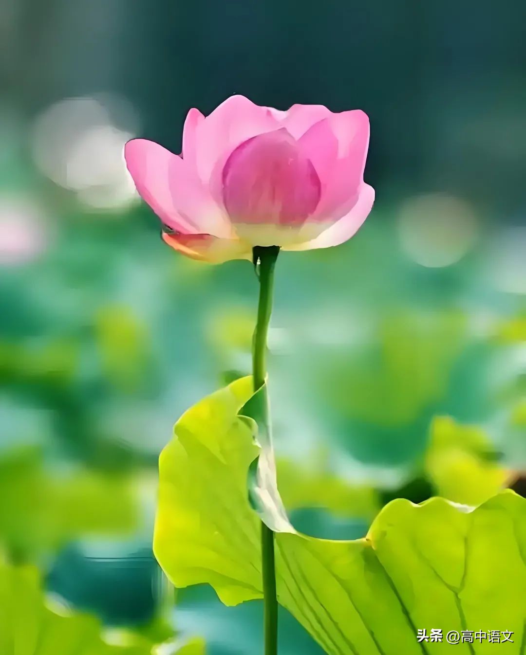 关于夏的诗句30首，写尽一夏浪漫