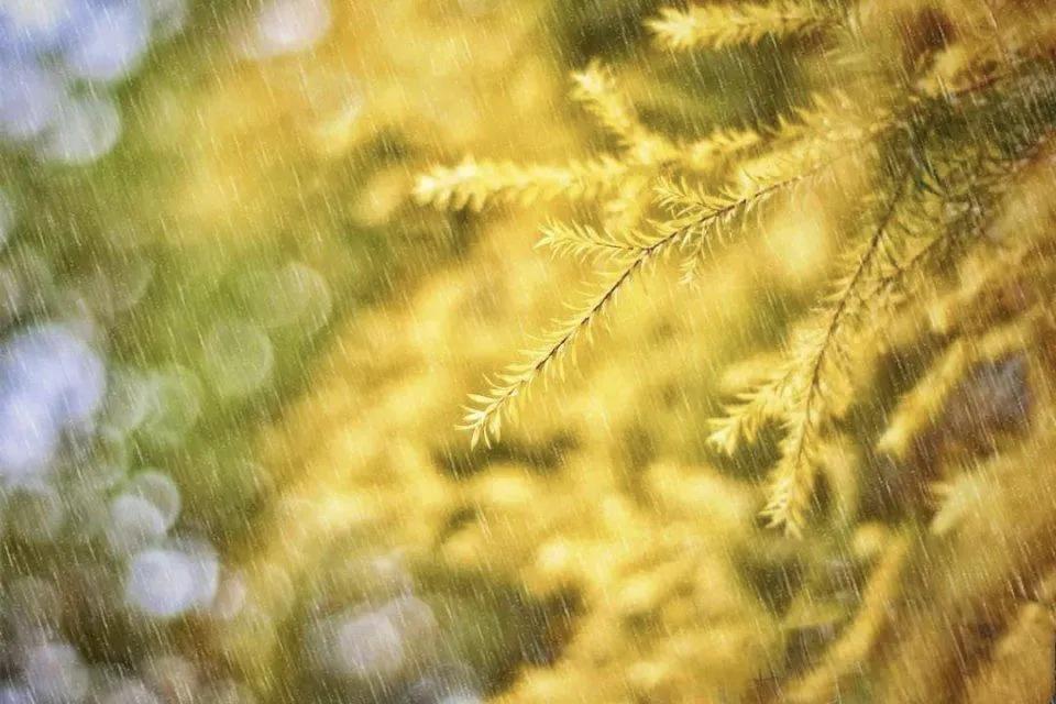 描写秋雨的优美诗词7首，滴雨成画，美到心醉