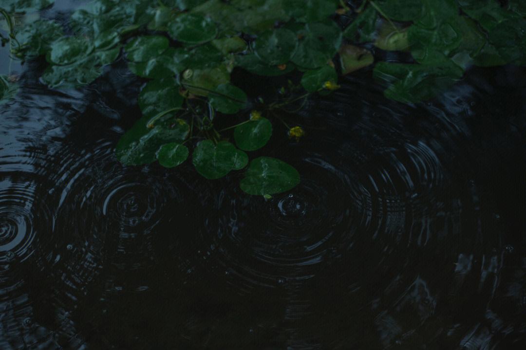 听雨的经典诗句15首，枕书同听雨声眠
