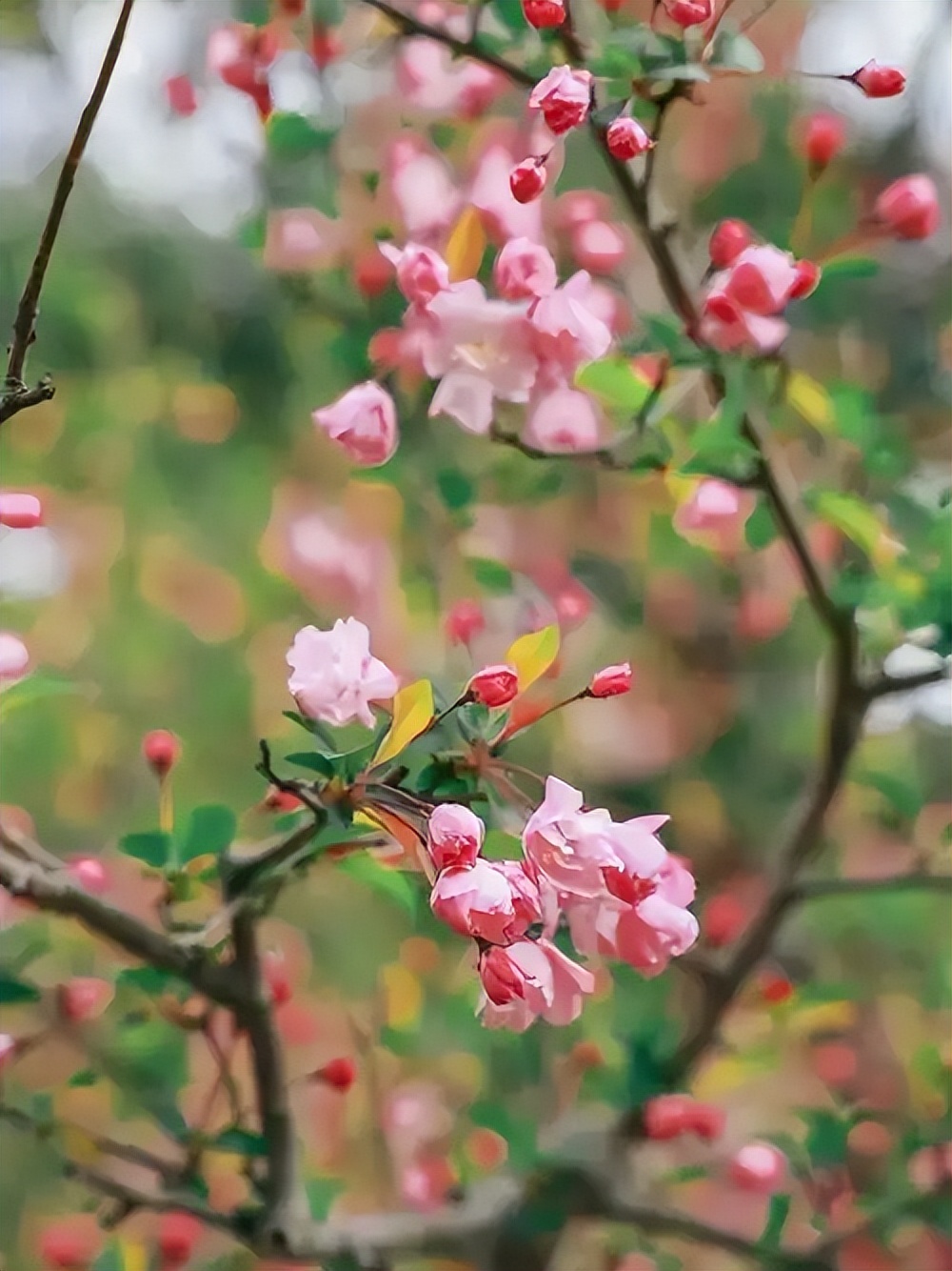 关于春天的诗句20句，领略春天的魅力和浪漫