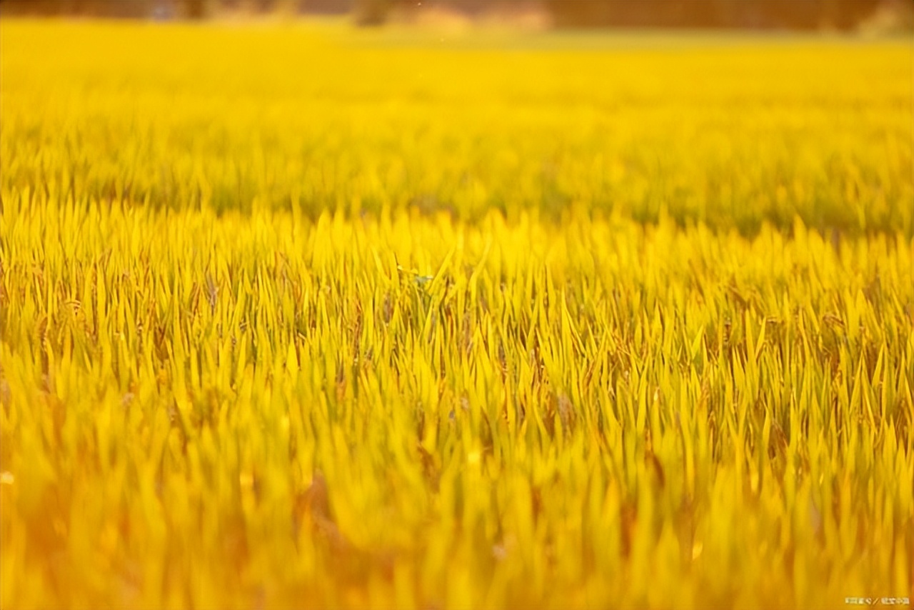 关于夏天的诗8首（原文、释义及赏析）