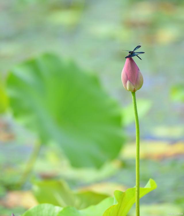 关于夏天的诗8首（原文、释义及赏析）