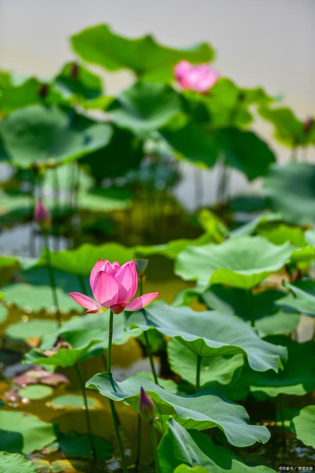 关于夏天的诗8首（原文、释义及赏析）