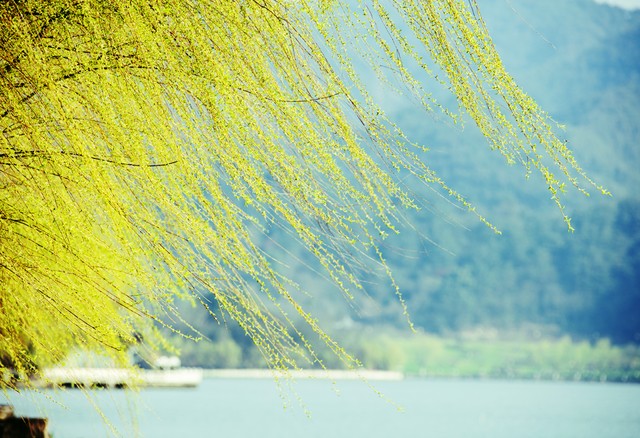 有关春天的诗句15句，美得令人心醉