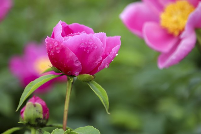 有关春天的诗句15句，美得令人心醉