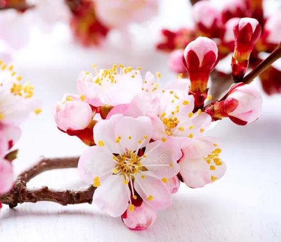 有关春天的诗句15句，美得令人心醉