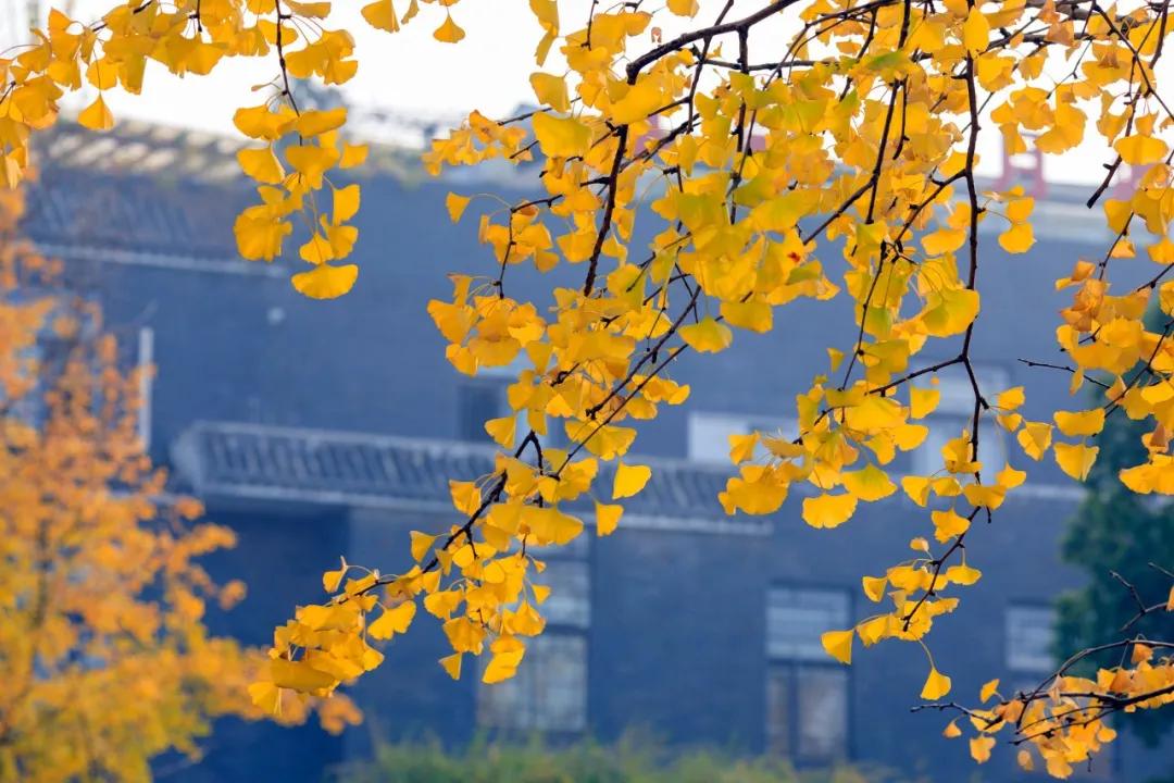 描写冬天景色的优美诗句48首，治愈了整个冬天