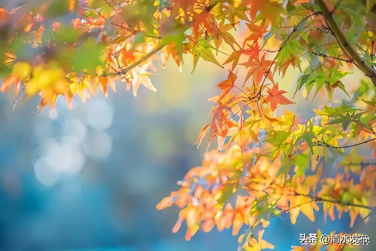 关于秋天的诗词名句10首，正是清秋好风光