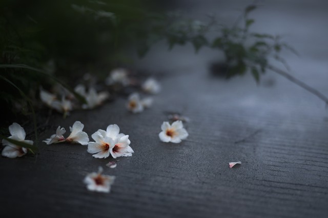 花开花落的唯美句子17句，花开一季，沉醉千年!