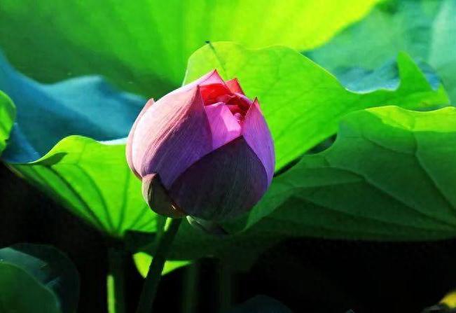 描写荷花的诗词名句10首，和古人一起赏荷