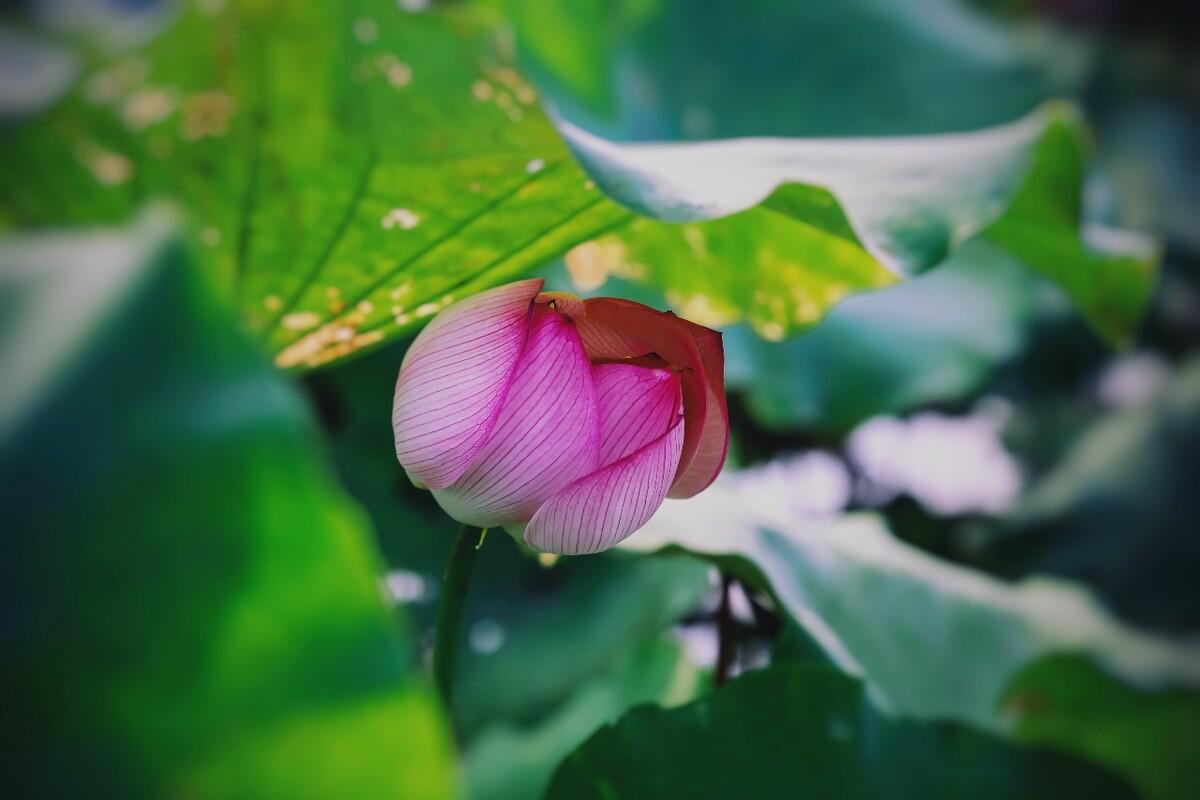 描写荷花的诗词名句10首，和古人一起赏荷