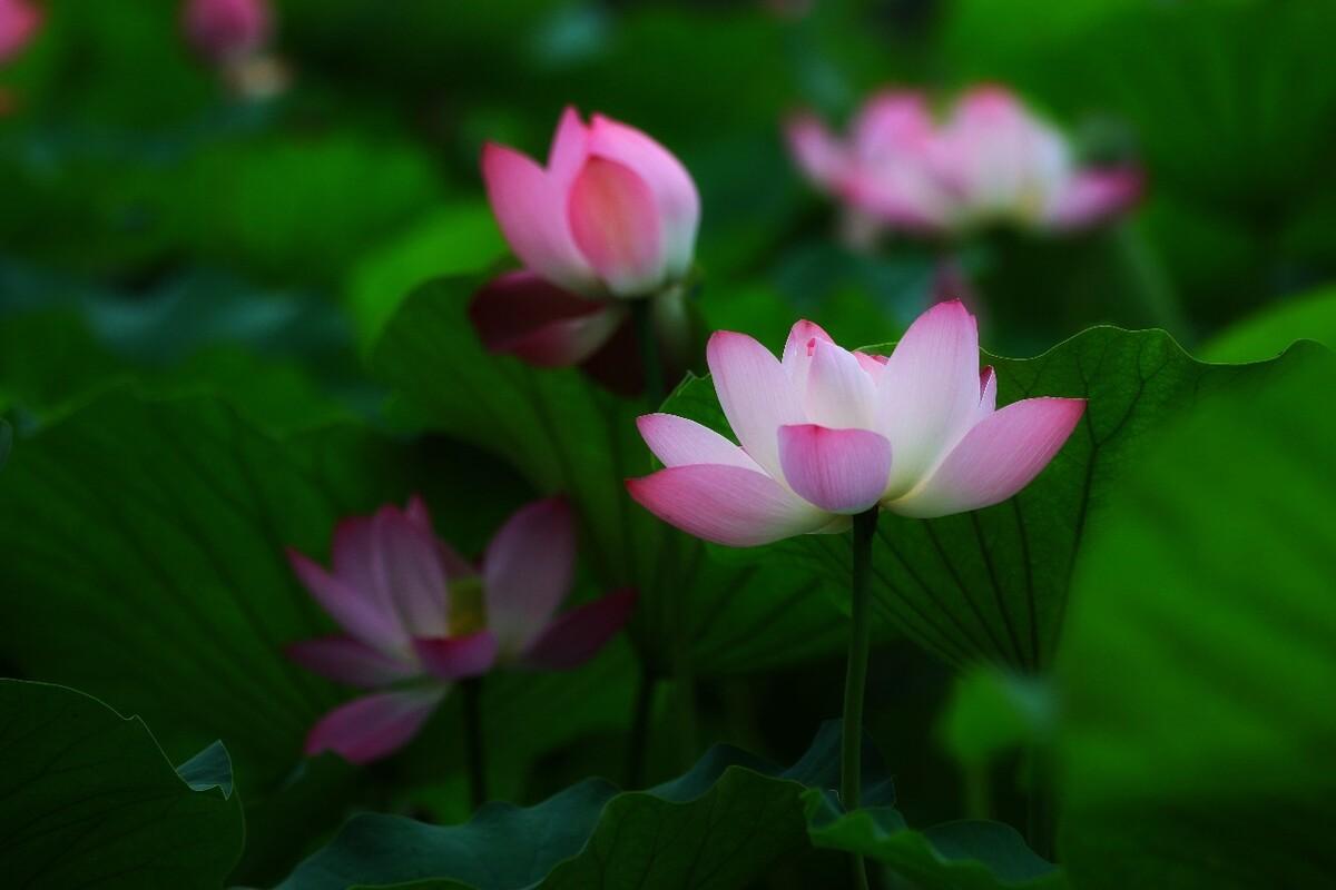 描写荷花的诗词名句10首，和古人一起赏荷