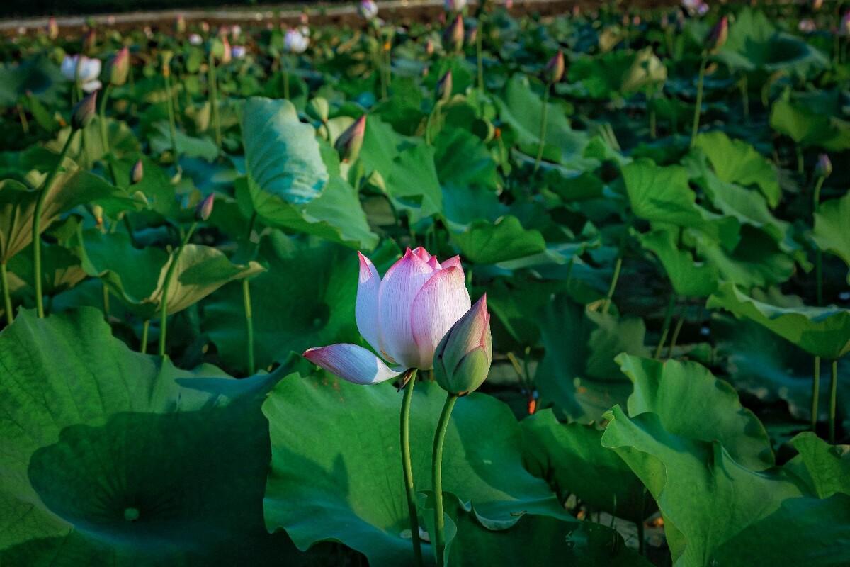描写荷花的诗词名句10首，和古人一起赏荷