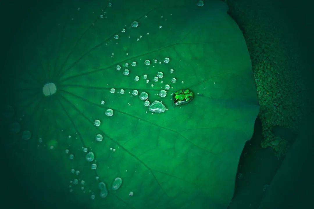 描写荷花的诗词名句10首，和古人一起赏荷