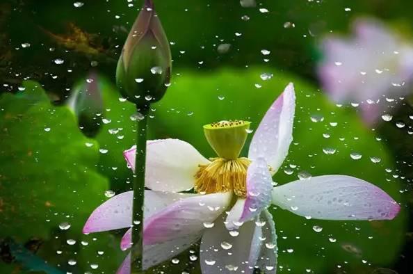 描写荷花的诗词名句10首，和古人一起赏荷