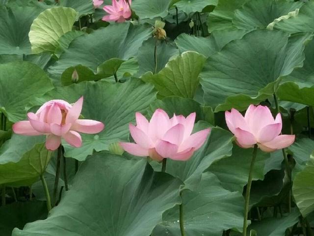 描写荷花的诗词名句10首，和古人一起赏荷